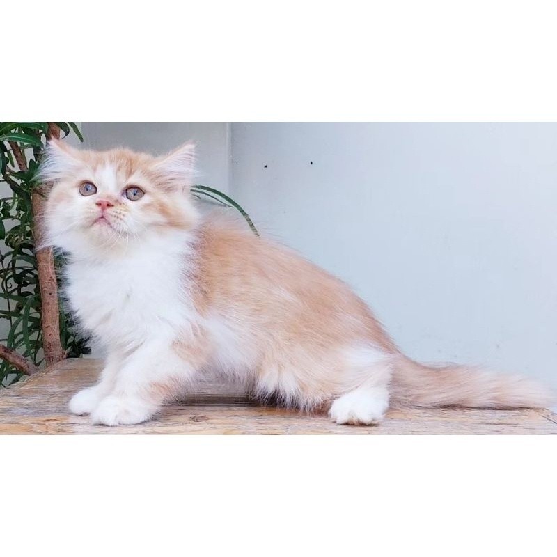 KUCING PERSIA MEDIUM BETINA 2 BULAN OREN PUTIH LUCU