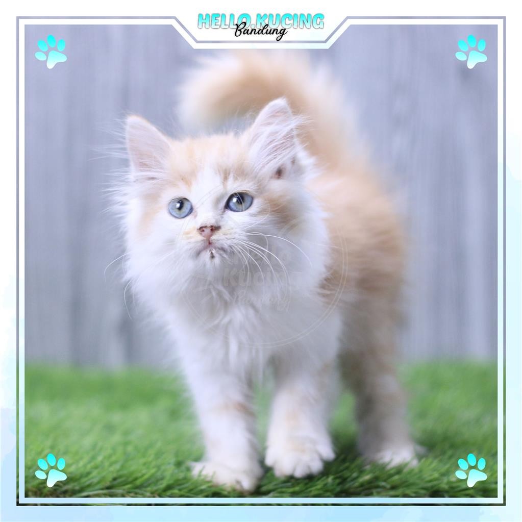 Kucing Kitten Persia Cream White Putih Longhair Bulu Kapas Jantan