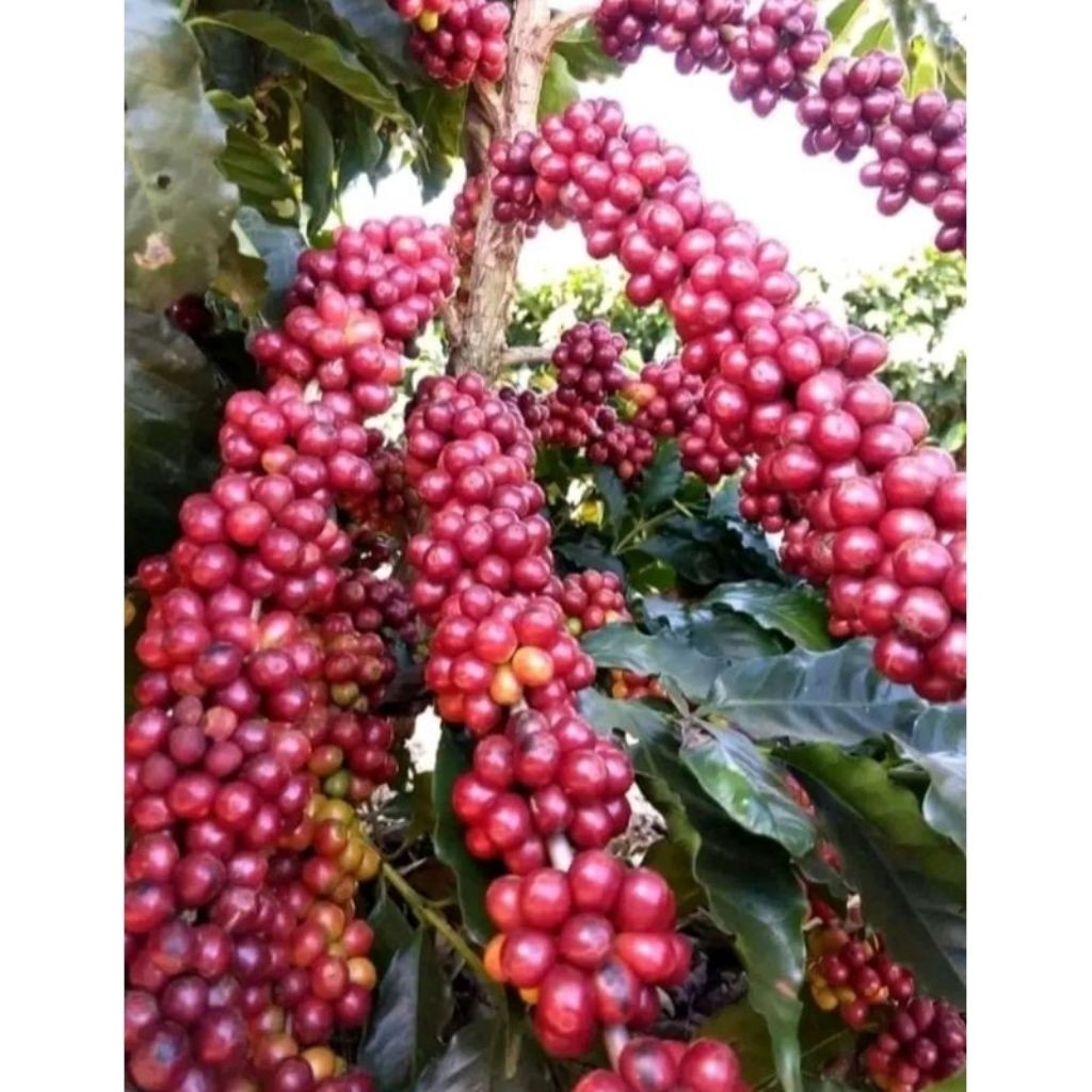 Bibit kopi robusta unggul cabutan