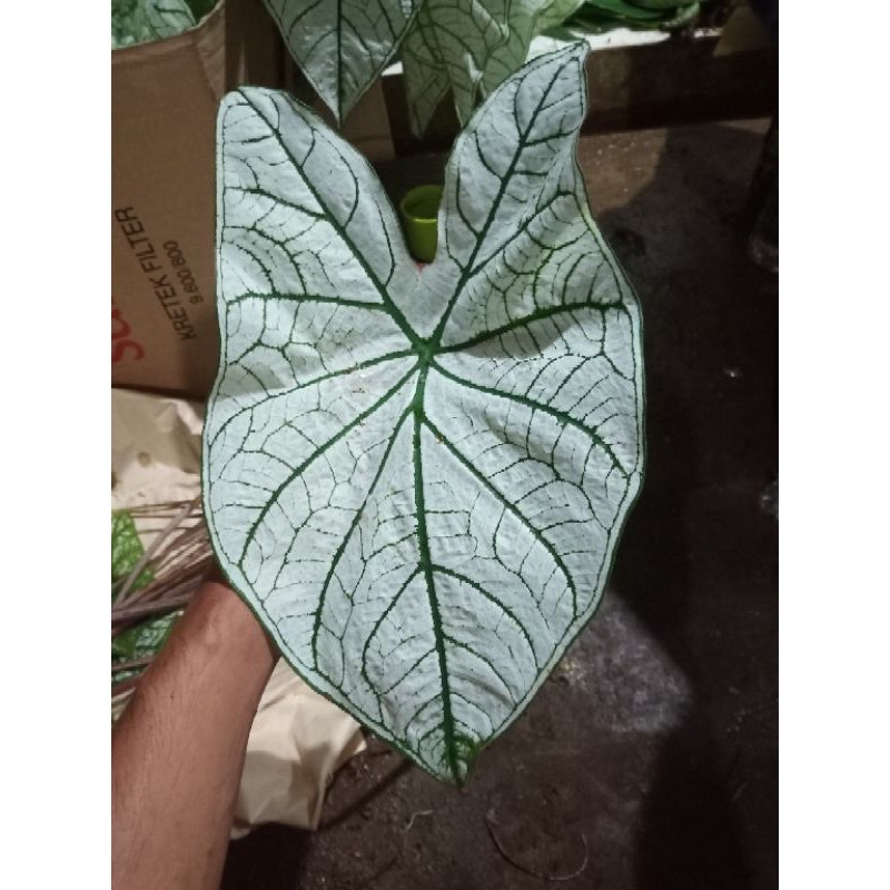 Tanaman hias keladi putih / keladi tisu K.H.O Agen Herbal