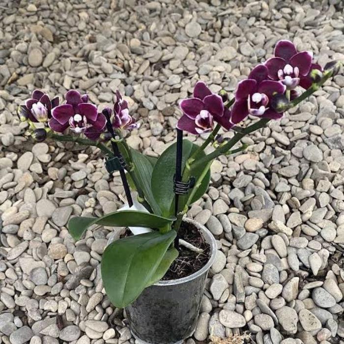 Bibit tanaman hias anggrek bulan dewasa jumbo