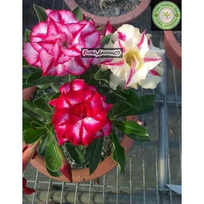 (BISA COD) adenium bunga tumpuk 3 warna bunga - bibit Adenium Kamboja Jepang bunga tumpuk