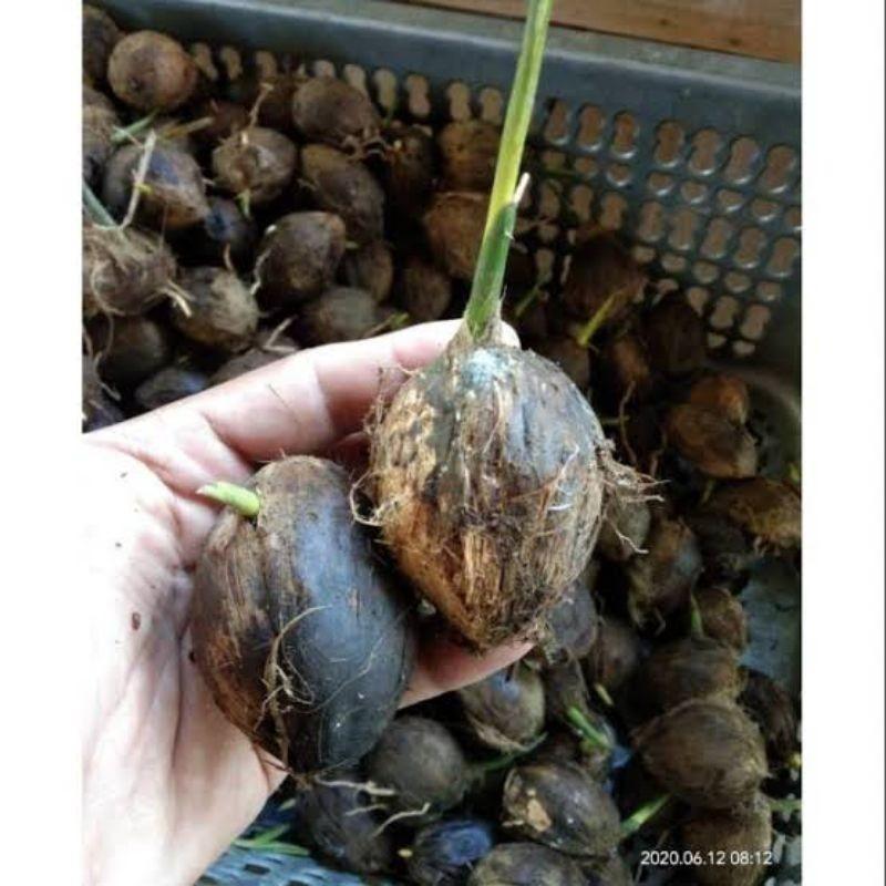 Paket 100 Kecambah Pinang Betara Bibit Unggul Betara COD