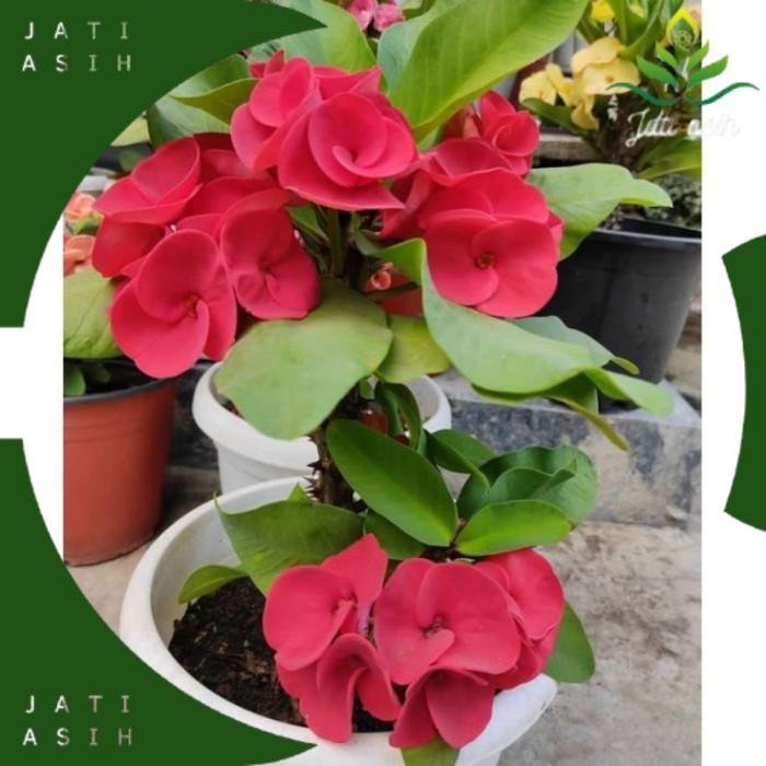 TANAMAN HIAS EUPHORBIA PINK//EUPHORBIA IMPORT PINK - BUNGA HIAS EPORBIA - BUNGA HIAS HIDUP