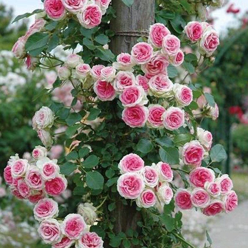 50benih Climbing Rose Seeds Bonsai Flower Seeds MAWAR hidup benih bunga warna warni Flowers Plants F
