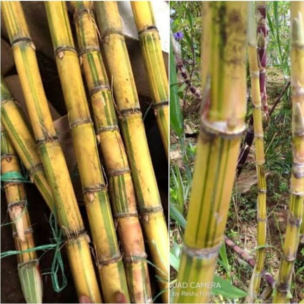 Tebu Kuning Segar - Tebu kuning Manis 1 kg