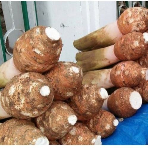 Talas Bogor Segar 1Kg