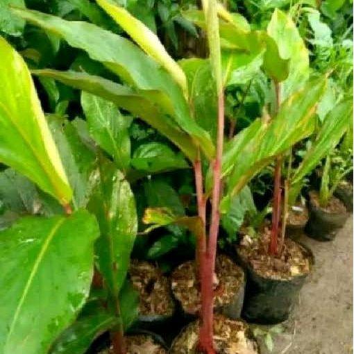 bibit Kecombrang Segar siap tanam