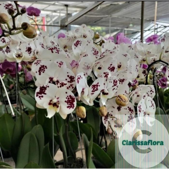 anggrek bulan sudah dewasa putih ungu / pohon anggrek bulan sudah dewasa