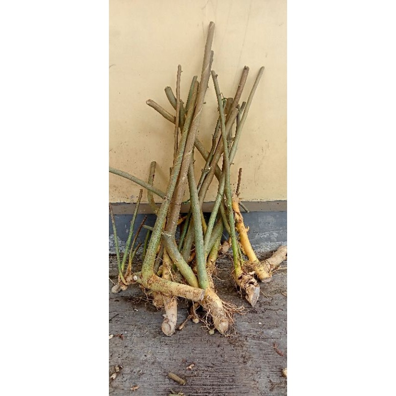 Promo Dongkelan Serut Lanang Bahan Bonsai Grouping Paketan Raja Bonggol