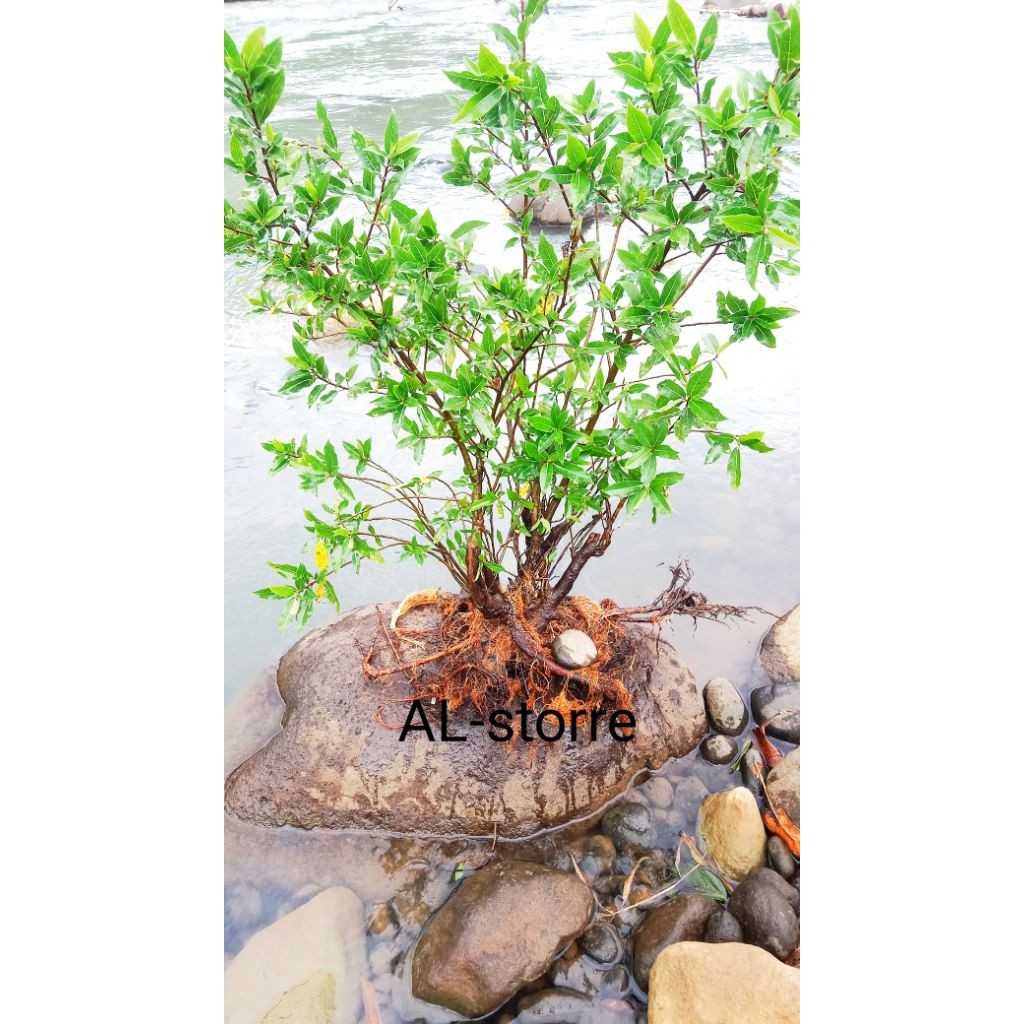 Promo bahan bonsai loa,cabutan loa dari sungai bahan bonsai cantik Raja Bonggol
