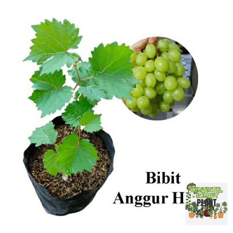 Bibit anggur hijau / pohon anggur hijau