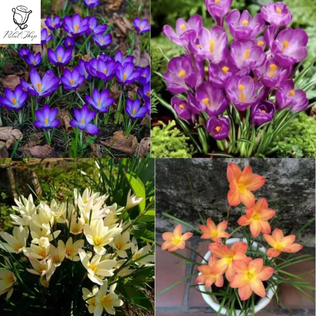PAKET TANAMAN HIAS LILI HUJAN RAIN LILY