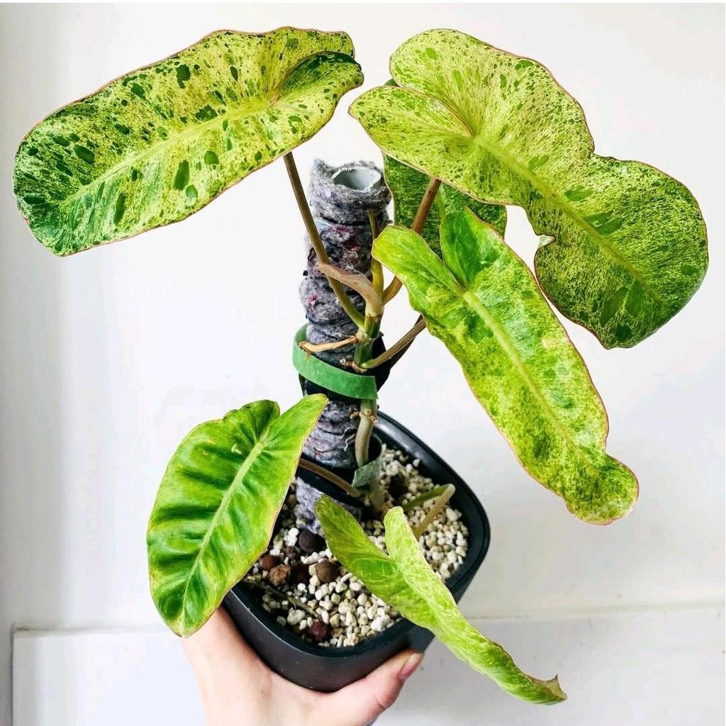 Tanaman Hias Koleksi Philodendron Paraiso Verde - Tanaman  Paraiso Verde TANAMAN HIAS