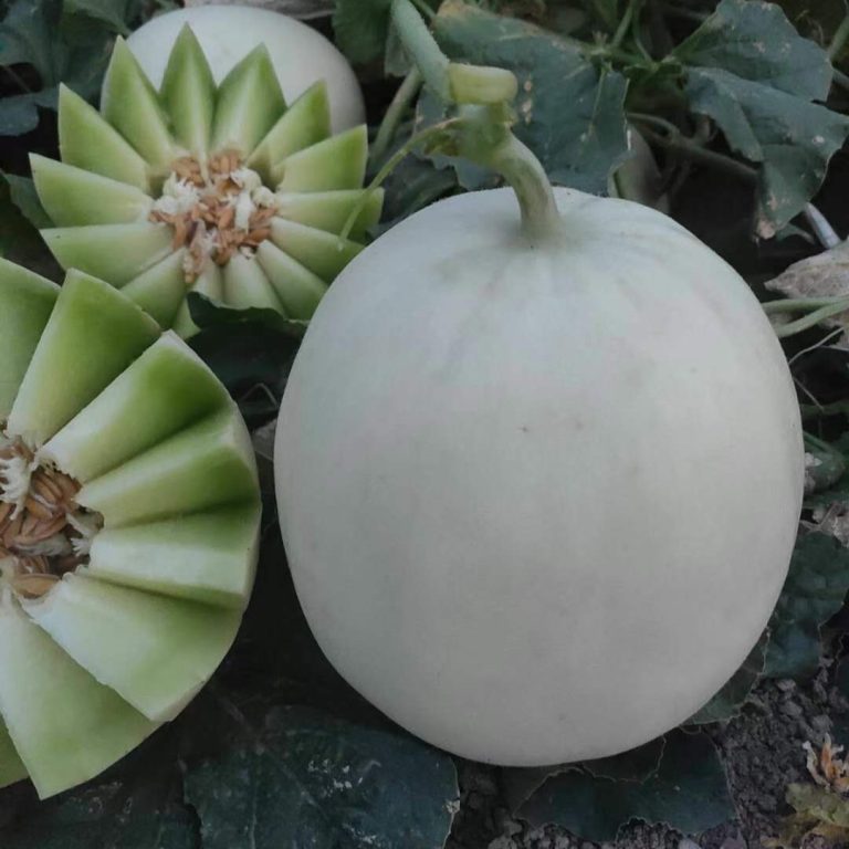 10 Biji MELON HIBRIDA HONEY GLOBE