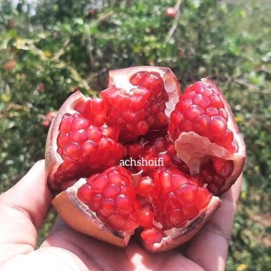 Buah Delima Merah Segar Biji Lunak Uk Kecil Per 1kg