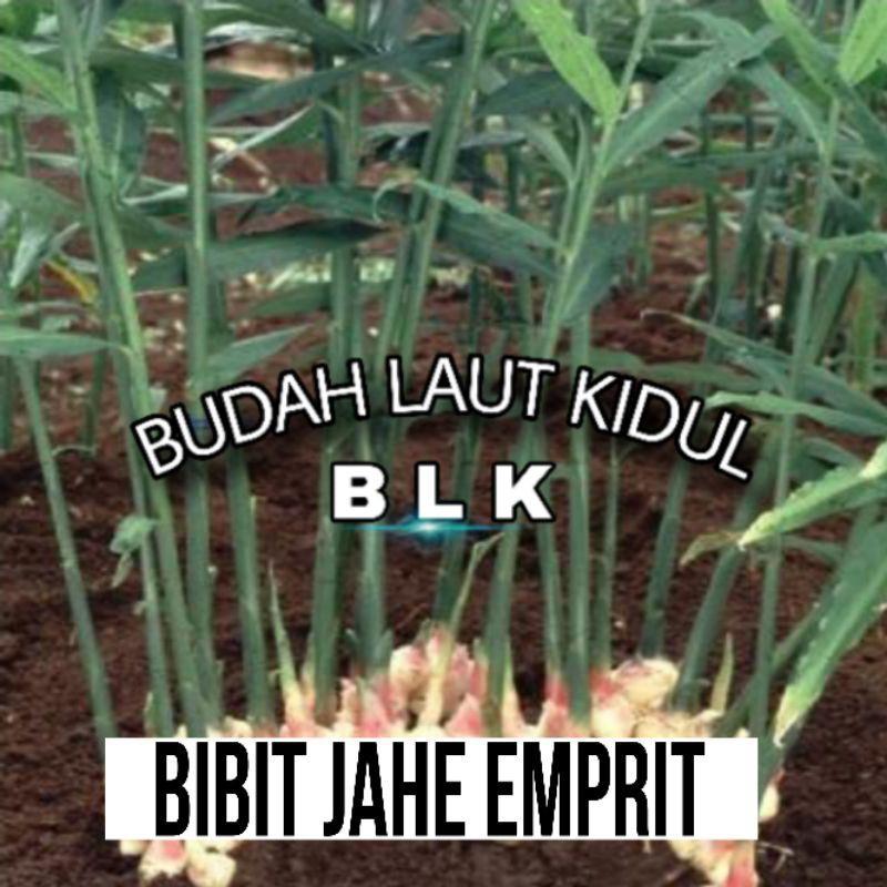 Bibit jahe emprit | Bibit jahe emprit unggul | perpohon