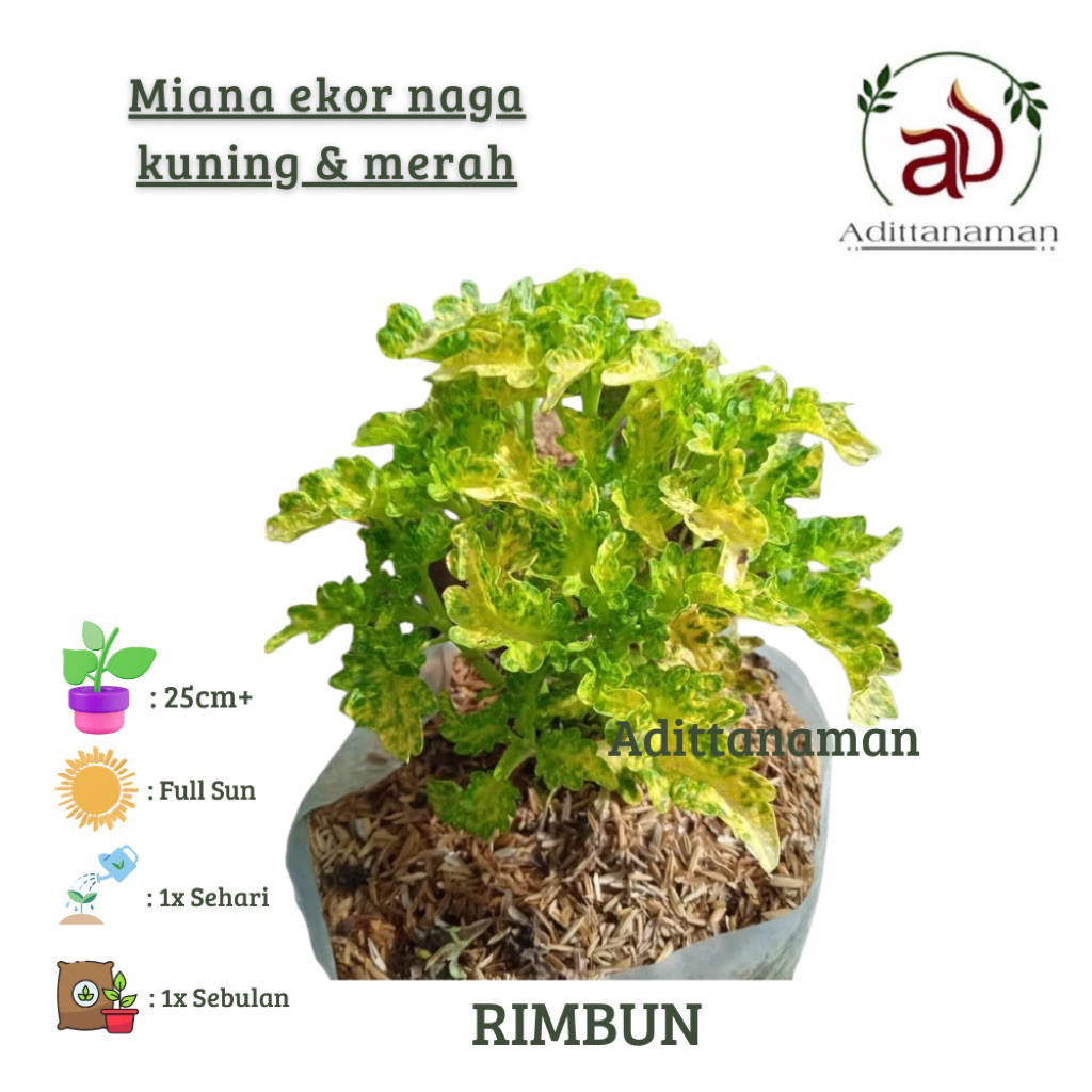 ( RIMBUN ) TERMURAH Tanaman Hias Miana Ekor Naga / Bunga Hias Miana Ekor Naga / Tanaman Hidup Miana 