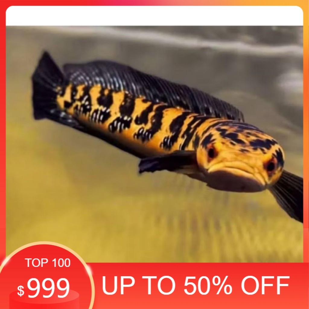 Ikan Channa Maru Yellow Sentarum size 10-12cm - Ikan Predator Hias Actif & Sehat