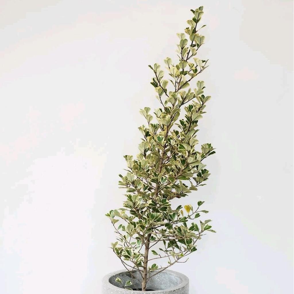 Tanaman indoor Ficus Triangularis 1 Meter - Ficus Triangularis Bringin Kupu-kupu cantik TANAMAN