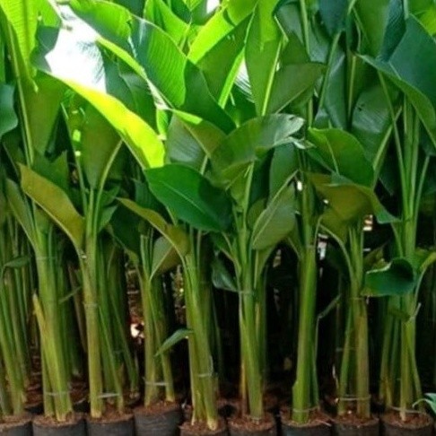 pohon pisang karibay/tanaman hias pisang karibay/tanaman hias pisang pisangan