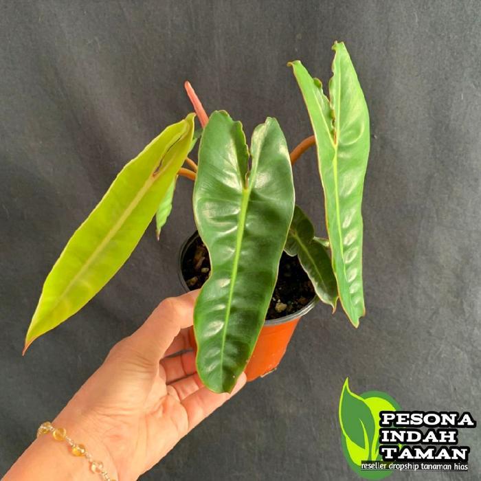 Philodendron billitiae philodendron kabel busi - Tanaman hias philodendron kabel busi - size anakan