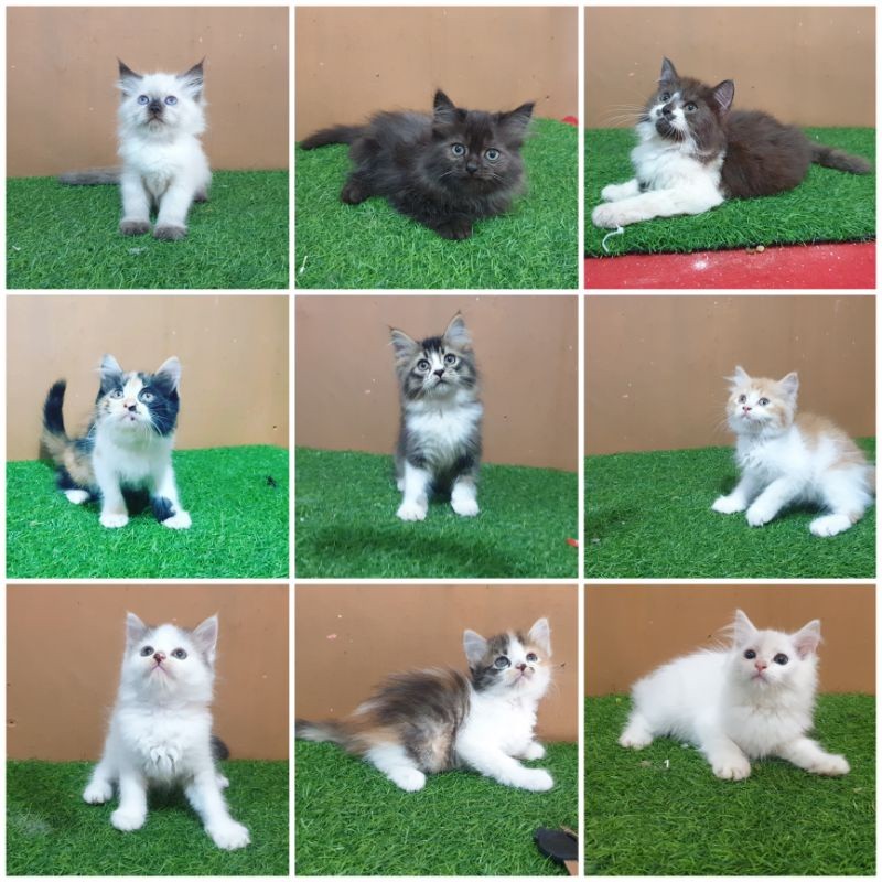Anakan Kitten Persia 2.5 bulan lucu imut manja persian angora anggora bulu kapas kiten