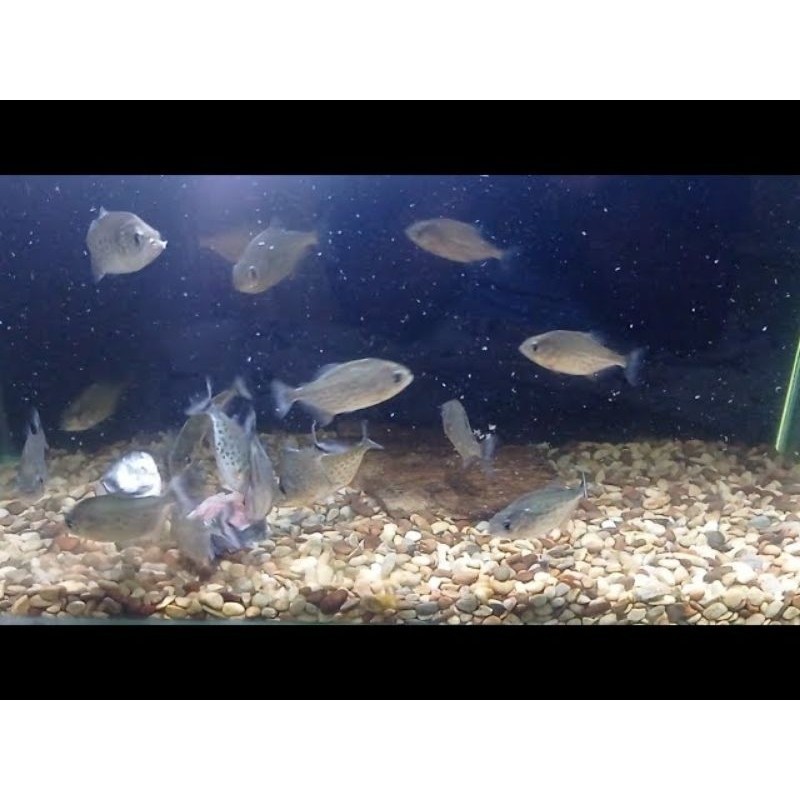 Hiasan Paketan Ikan Piranha Red Belly ( PAKET ISI 3 ) sz 3-5 cm cod