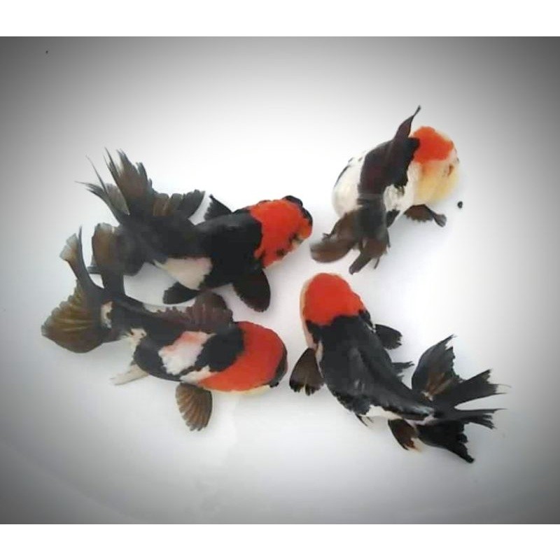 Kebutuhan Baby Mas Koki Oranda Panda Trikolor BlackGold Tanco Super Grade A cod