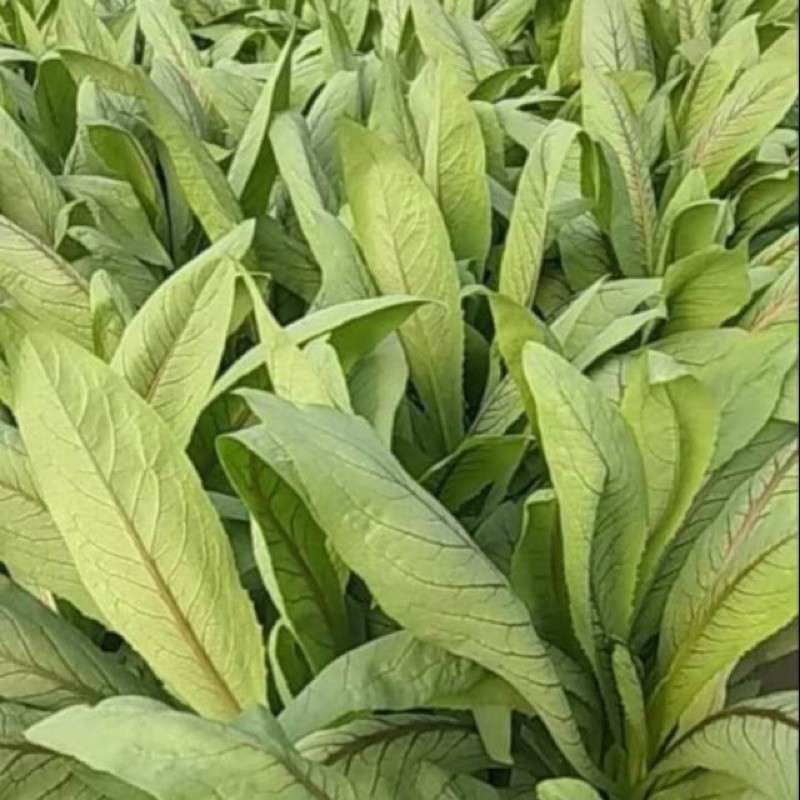 5kg Sayur Fumak Kumek Kumak Makanan Lindung Ca Fumak Sulcata Aldabra