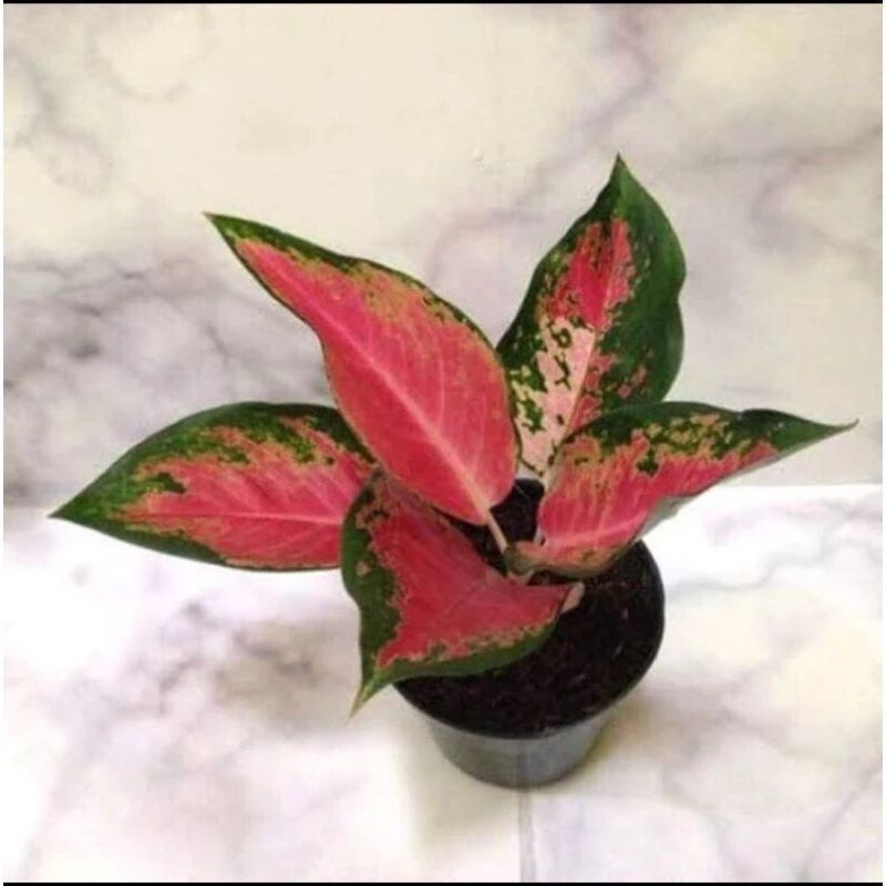 Tanaman Hias Aglonema Red Kochin - Tanaman Bibit Aglonema Kochin - Aglonema Red Kocin Remaja