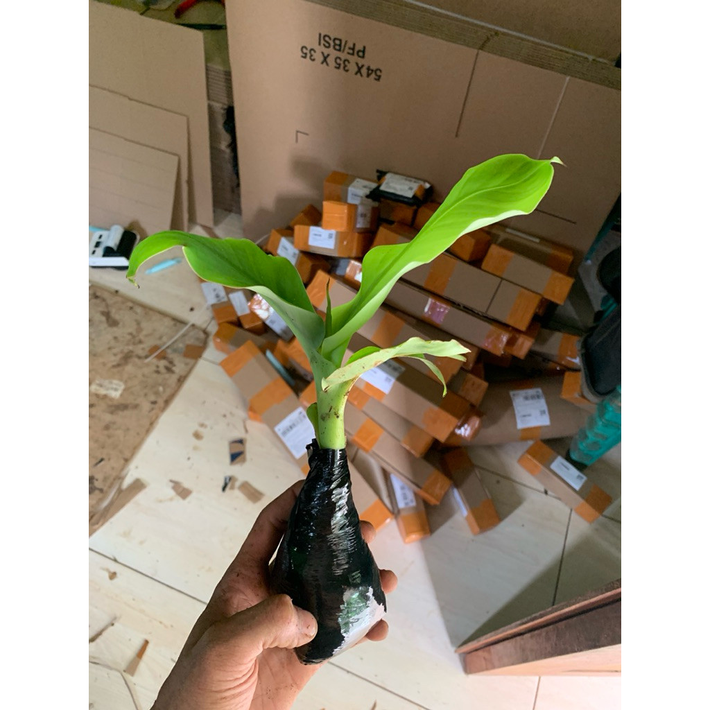 PROMO BIBIT PISANG MONYET HUTAN 100% ASLI
