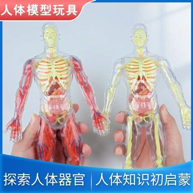 Human Body Organs Human Skeleton Simulation Mecine Assembled Torso Structure Internal Organs Science