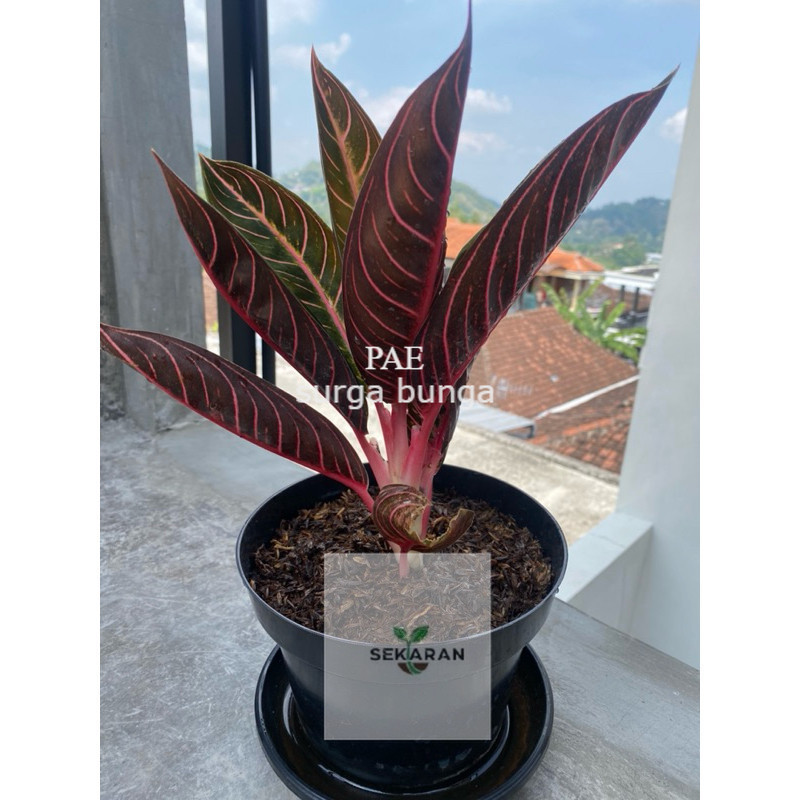 TANAMAN FULL MEDIA bibit bunga aglonema red Sumatra / tanaman aglonema red sumatra asli-tanaman indo