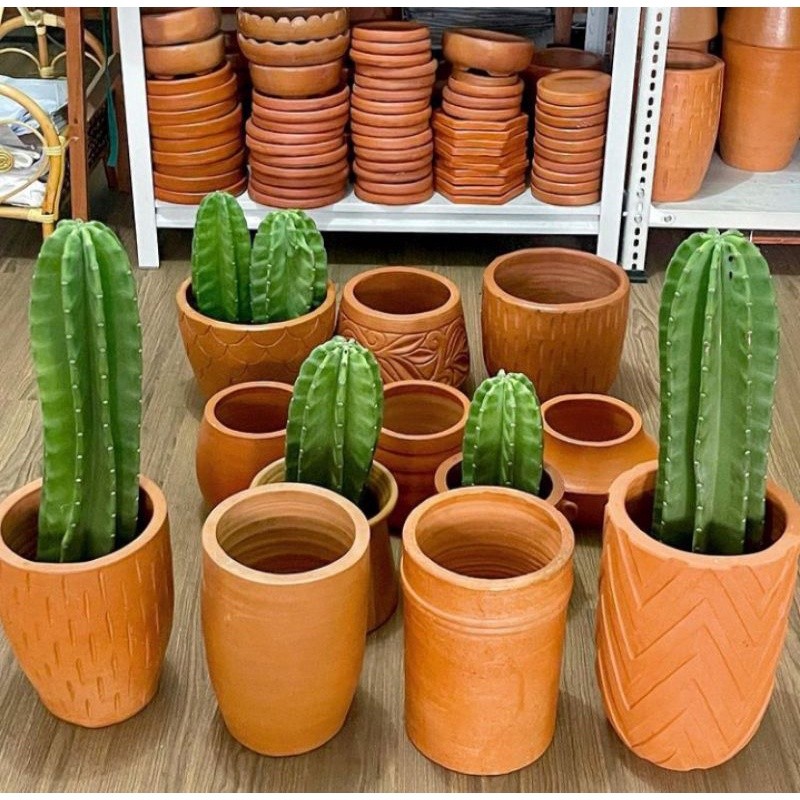 Tanaman Hias Kaktus Koboi - Tanaman Hidup Kaktus Belimbing - Pohon Kaktus