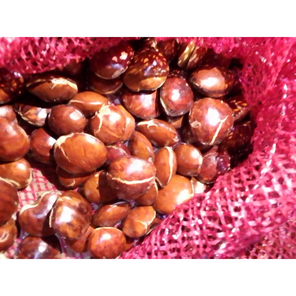 jengkol tua sepi mentah fresh berat 1kg termurah pulen petani langsung termurah