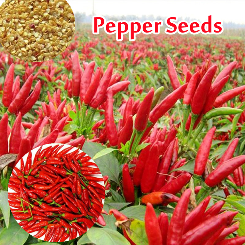 50butir biji Chili Pepper unggul benih sayur sayuran Vegetable Plants Taiwan Seeds Herbal Hot Pepper