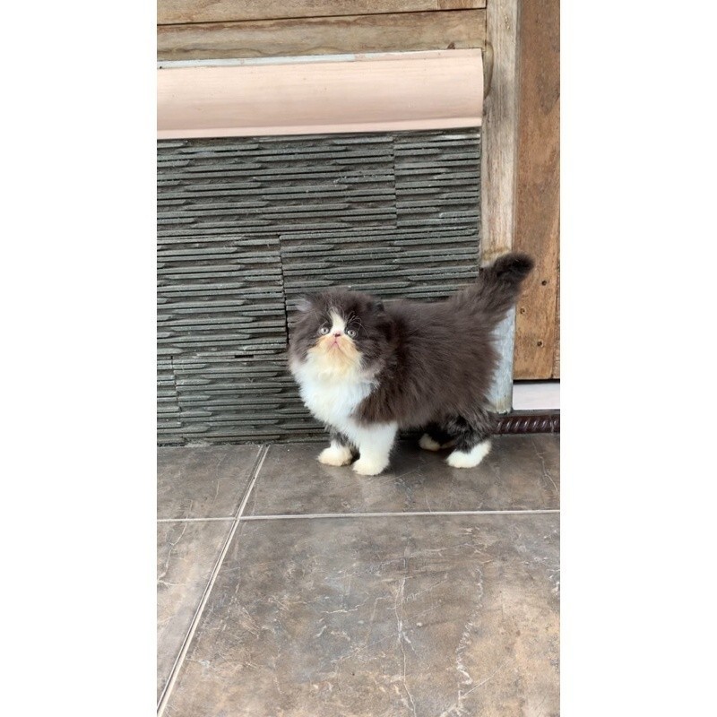 kucing persia peaknose cebol