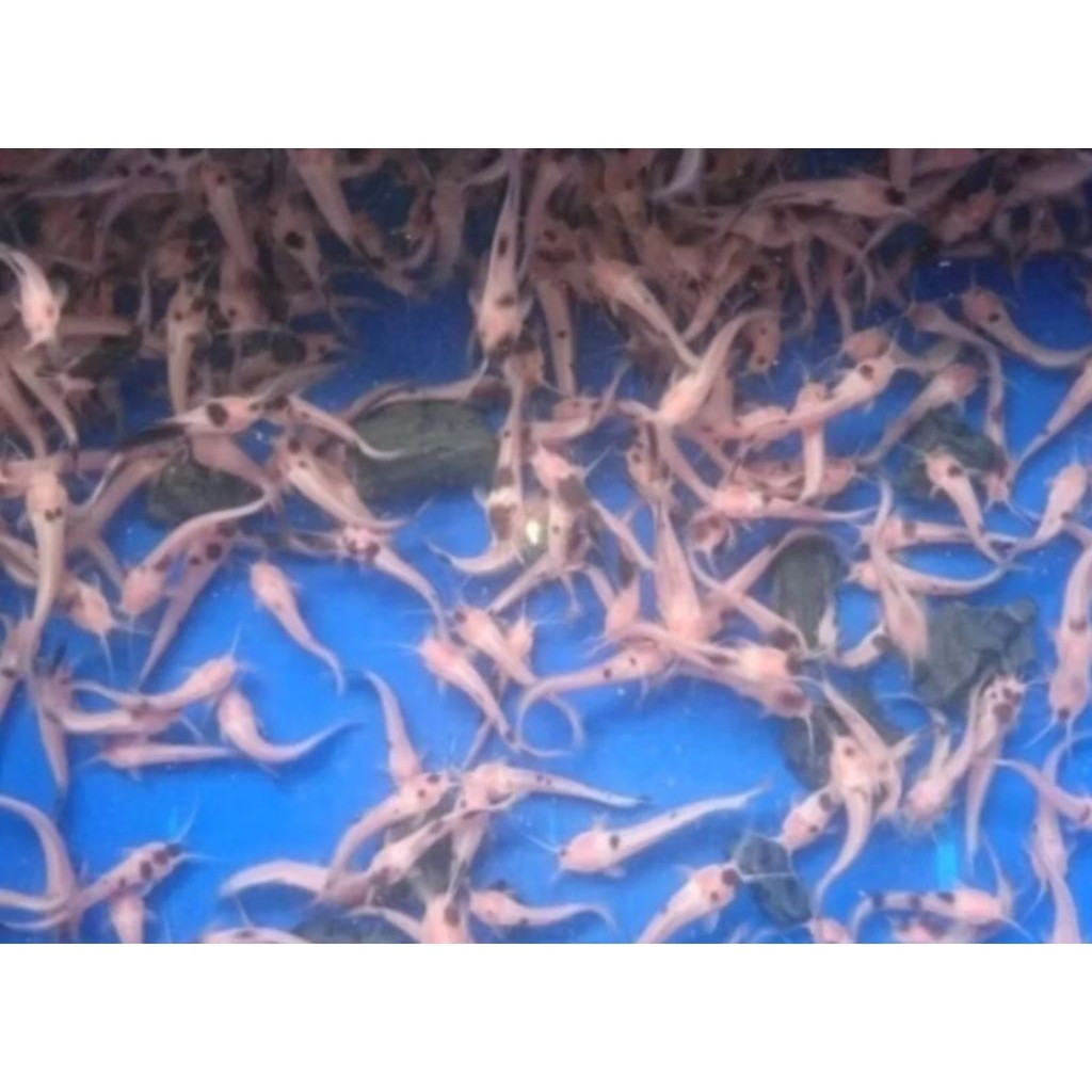 LELE ALBINO/LELE BULE PERKANTONG (ISI 10 EKOR) 6-7 CM