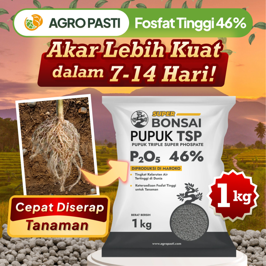 AMINAH77 Pupuk TSP Fosfat 46% Bonsai 1kg – Pupuk Kalsium, Pupuk Akar & Dasar untuk Pertumbuhan Optim