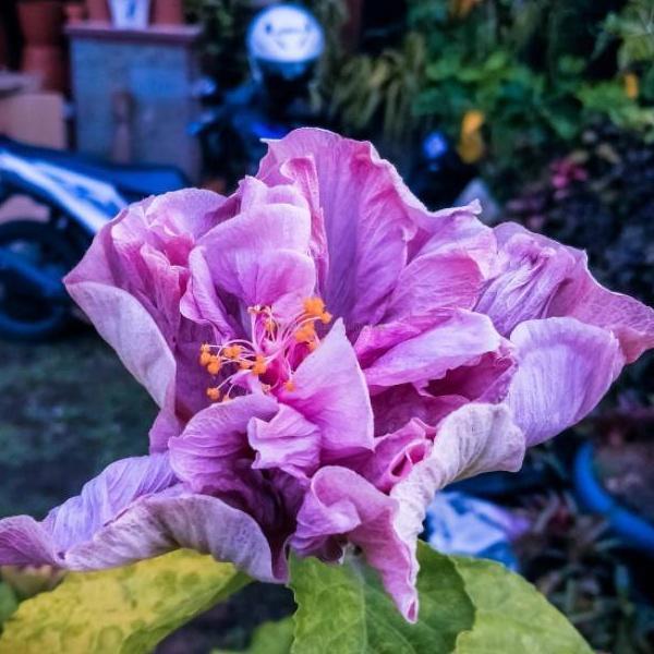 tanaman kembang sepatu import hibiscus - Ungu Tumpuk