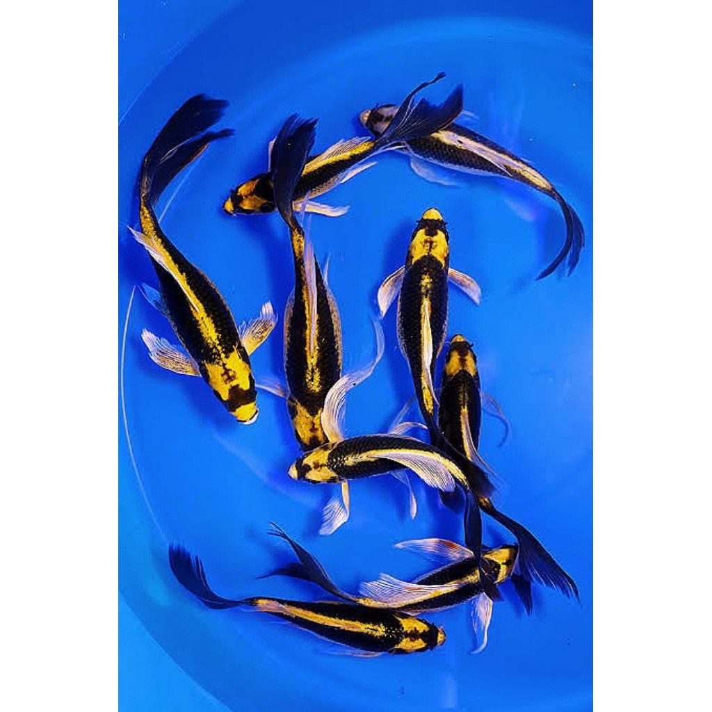 paket ISI 2 ekor koi Kabuto slayer kumpay panjang 10_15 cm hiasan aquarium