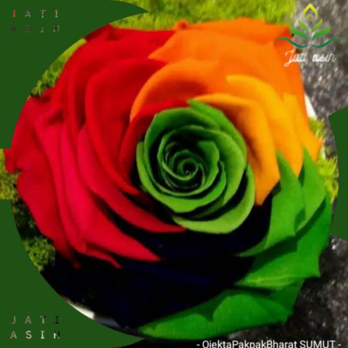 NEWTANAMAN HIAS BUNGA MAWAR RAINBOW IMPOR//MAWAR IMPORT - BUNGA HIAS MAWAR - TANAMAN HIAS BUNGA - BU