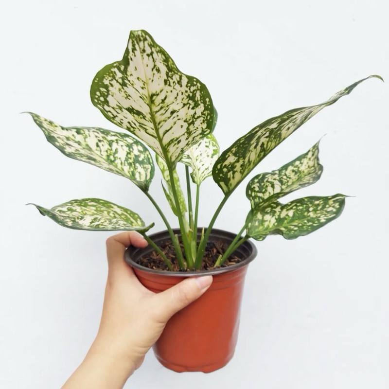 Tanaman Aglonema Dut White - Aglonema Dud White - Tanaman Hias Aglonema Dud White