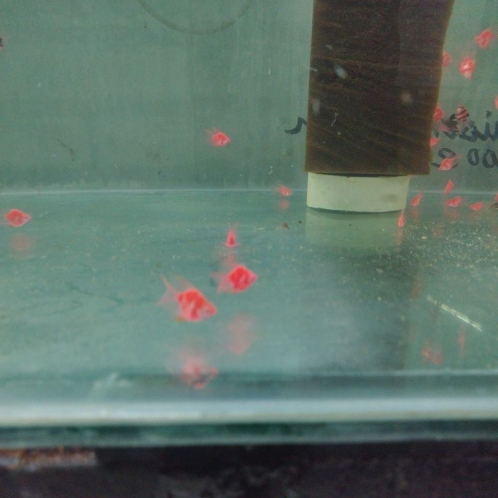 KAYDEN STORE Pink Flaminggo Balon Slayer Sumatra Barb Ikan Rare