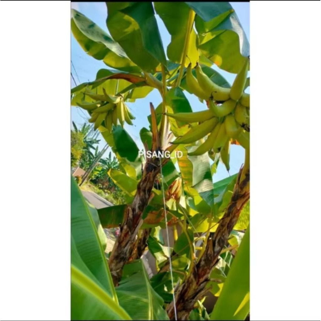 Promo Bonggol Pisang Tanduk Botol Kualitas Unggul Cepat Berbuah