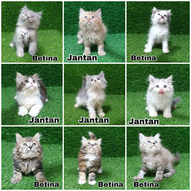 Jual anak kucing lucu anakan persia angora bulu lebat kapas flatnose bigbone banyak pilihan