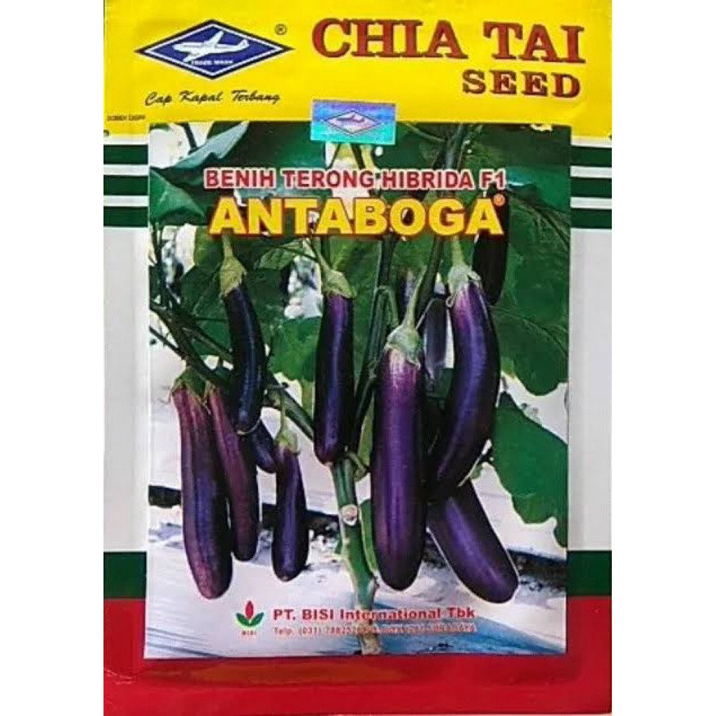 200 benih terong ungu antaboga