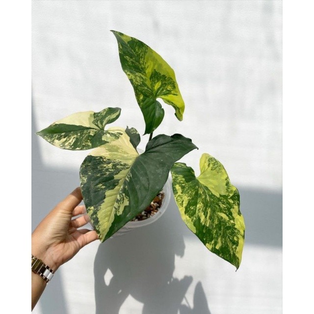 Tanaman hias Syngonium yellow variegata mewah / Syngonium yellow varigata / singonium var kuning / s