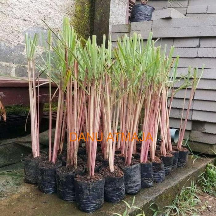 Tanaman herbal sereh wangi - minyak sereh wangi - 1 kg sereh wangi/sereh merah